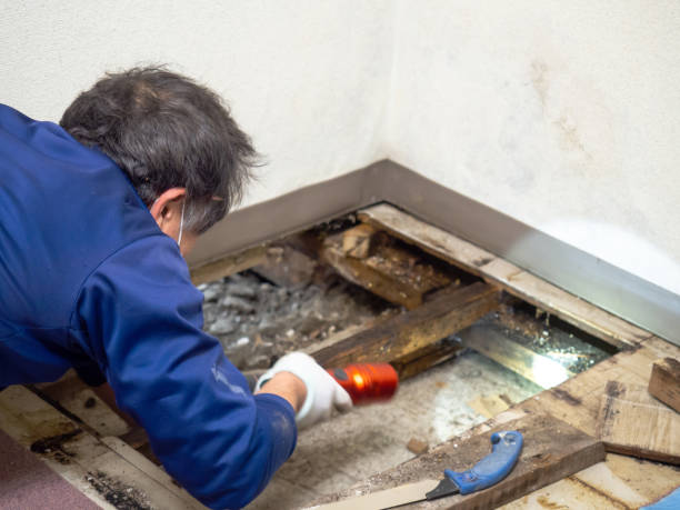 Best Bathroom Mold Remediation in Gasport, NY