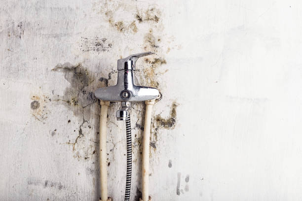 Best Mold Remediation for Schools in Gasport, NY