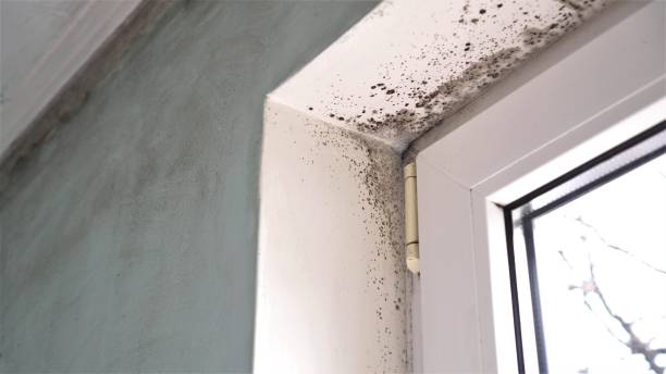 Best Mold Remediation for Specific Building Types in Gasport, NY