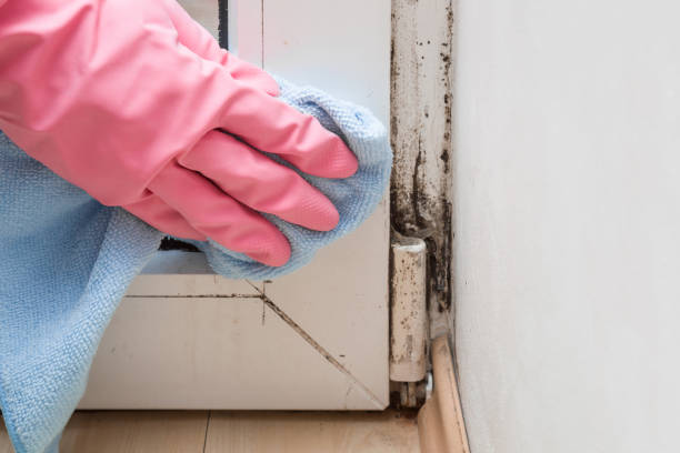 Best Commercial Mold Remediation in Gasport, NY